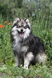 CHIEN FINNOIS DE LAPONIE 178